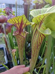 Image result for Pearsonia flava