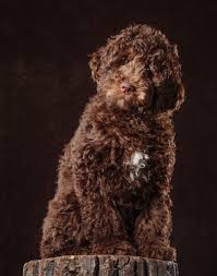Goldendoodle puppies for sale near me, goldendoodle breeders near me, goldendoodle handsome golden doodle puppies for sale in georgia. Teddy Bear Goldendoodle By Beck Kennel Goldendoodle Puppy Poodle Goldendoodle Breeders