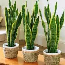 Kami tukang taman menjual berbagai tanaman hias. Jual Hiasan Dekorasi Taman Tanaman Hias Daun Lazada Co Id