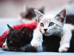 Kedi Kac Ayda Dogurur Ozellikle Hamilelik Donemlerinde Bir By Pet Corap Medium