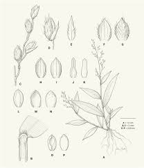 Image result for Panicum trichocladum