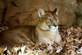 So yesterday apparently was save the florida panther day, so this week's episode is about pumas. Puma Facts For Kids Students Adults With Pictures Video Information