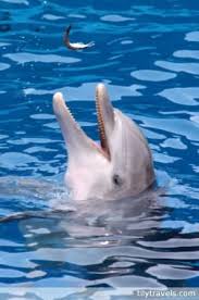Dolphin Playing With Its Food Dolphins All About Dolphins Dolphin Tale