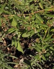 Image result for Monadenium filiforme