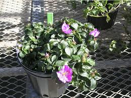 Image result for Dissotis