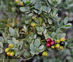 Image result for Stenostelma capense