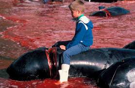 An average of 700 pilot whales and dolphins or more are slaughtered in the faroe islands every year. Faroe Islands Pm Urged To End The Slaughter Of Pilot Whales Eia