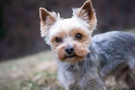 10 yorkie puppy tips to know in 2021 yorkie puppy yorkie puppy for sale yorkie poo puppies