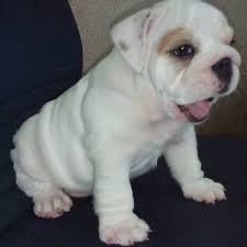Puppies English Bulldog Sale Hong Kong English Bulldog Pup Buy Puppy English Bulldog Breeders English Bulldog Dogs Breed English Bulldog Dogs For Adoption
