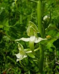 Image result for Disperis reichenbachiana