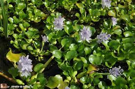 Artificiel plastique vert plante aquatique pour poisson aquarium décoration neuf. Les Jacinthes D Eau A Utiliser Sous Haute Surveillance Le Jardinoscope Toute La Flore Et La Faune De Nos Parcs Et Jardins