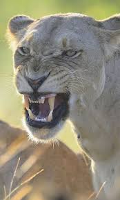 480x800 Wallpaper Lion Lioness Teeth Anger Aggression Predator Aggressive Animals Animals Wild Beautiful Cats