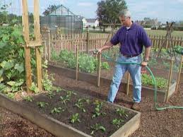 Those first few pops of green in the garden — even if they're just edible weeds — after a long, cold winter are. How To Grow Spinach How Tos Diy