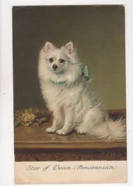 Pin On Fancy Funny Fabulous Dogs
