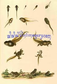 Frog Growth Chart No 2 From 1858 Digital Image File