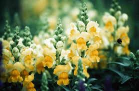 It will eat the sprout moles it spawns to heal a couple hundred hp, so if you can defeat them with group attacks. Garden Flowers Rabbits Won T Eat