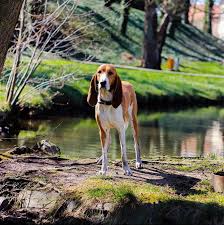 Image result for švycký honič