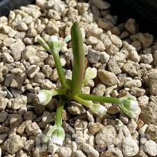 Image result for Monadenium pseudoracemosum