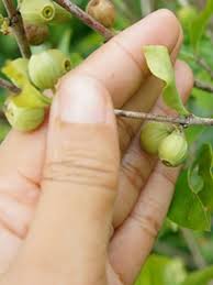 Image result for Coffea racemosa