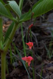 Image result for Gladiolus melleri