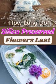 Check spelling or type a new query. How Long Do Silica Preserved Flowers Last Hello Lidy In 2021 How To Preserve Flowers Silica Dried Flowers Diy