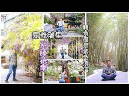 2020嘉義瑞里紫藤花季 帶你走在充滿紫藤花的街道上 還有綠色隧道不輸國外的夢幻竹林小徑 極品秘境等你來等你來訪 tree plants tree trunk
