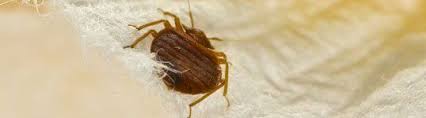 We utilize the most technologically advanced way of treating bed bugs. Bed Bug Treatment Bedbug Specialists Centerburg Oh