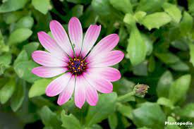 Do you deadhead daisy plants? Daisybush African Daisy Osteospermum How To Grow And Care Plantopedia