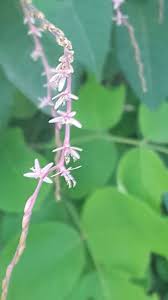 Image result for Petiveria alliacea