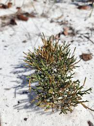 Image result for Gymnosporia arenicola