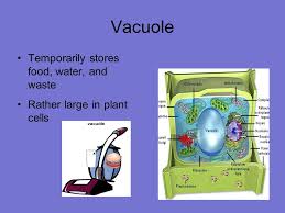 Maybe you would like to learn more about one of these? Organelle Flip Book Organelles Cell Membrane Cytoplasm Cell Wall Ppt Video Online Download