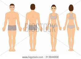 Male Female Body Vector Photo Free Trial Bigstock