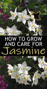Ingesting A Caffeine May Be The Best Time Of Day Jasmine Plant Plants Jasmine Flower