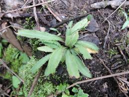 Image result for Chlorophytum minor