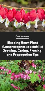 Bleeding Heart Plant Lamprocapnos Spectabilis Growing Caring Pruning And Propagation Tips Garden Bleeding Heart Plant Bleeding Heart Bleeding Heart Flower