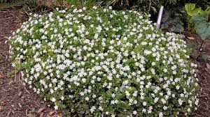 Image result for Stellaria