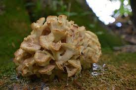 Normalois > flowers, plants, bushes > toasted marshmallow mushroom! Alden Dirks 1001 Mushrooms
