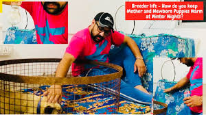 The puppy was shivering coldly on the side of the road. Breeder Life How Do You Keep Mother And Newborn Puppies Warm At Winter Nights Bholashola Youtube