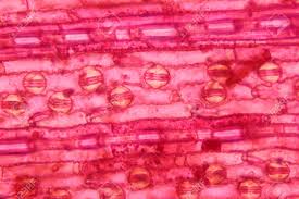 Although the entire cell appears light blue in color, the nucleus at the central part of the cell is much darker, which allows it to be identified. Plant Cell Surface Of Leaf Under Light Microscope Stock Photo Picture And Royalty Free Image Image 60142973