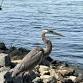 Birds of the Shore Walk - McDowell Nature Preserve, 15222 York Rd Event Image