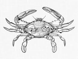 These cool coloring pages of the beach bring to your child these very elements of the sea. Crab Line Art Clipart Blue Crab Sea Life Etsy Blue Crab Crab Crab Tattoo