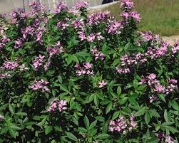 Image result for Cleome elegantissima