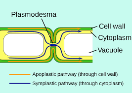 However, pressure lowers the solute potential and therefore decreases the water potential. Water Transport In Plants Xylem Organismal Biology