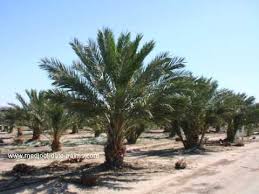 Date farms in palm springs, california are an excellent place for growing dates and is home to 95 percent of dates grown in the us. Medjool Date Palm