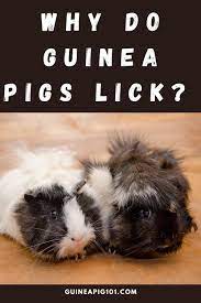 Pin On All About Animals