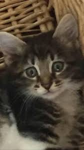 Yuva Ilani Anne Scottish Baba Tekir 2 Kedi Sahiplendirme Facebook