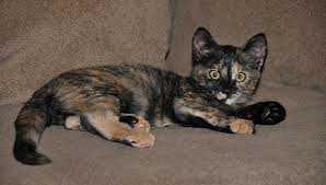 Because tortoiseshell cats are made up of different breeds (and those breeds may differ from cat to cat), their lifespan and weight vary. Male Tortoiseshell Cat Price How Much Is A Male Tortoiseshell Cat Worth