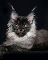 Black And Grey Maine Coon Kittens For Sale Pin On Cats
