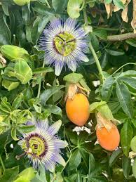 Image result for Passiflora caerulea