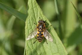 La mouche noire un film de kurt neumann. Gros Insecte Volant Raye Jaune Et Noir Gallery